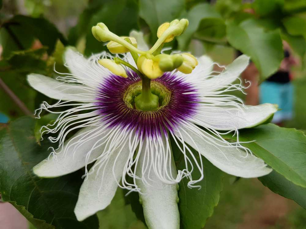 original 20171027 110604