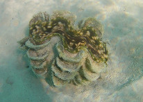 original IMG-20221011-WA0004