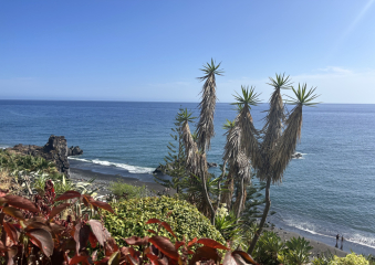 Bild Madeira 2025 - Eine faszinierende Insel Reisebericht